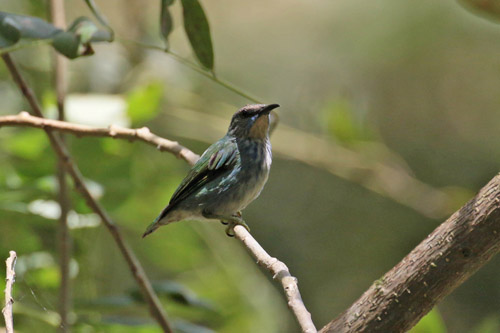 Female Shining Honeycreeper